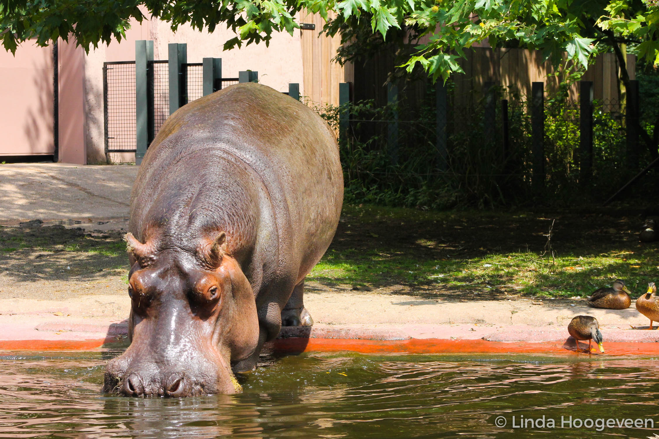 Antwerpen Zoo